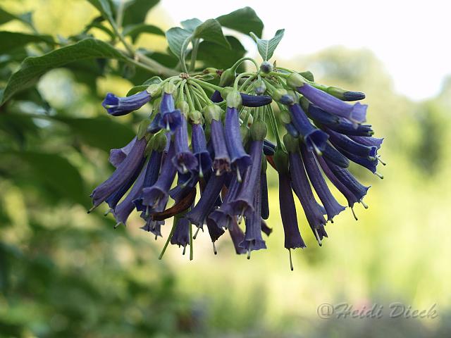 Iocroma cyaneum.jpg